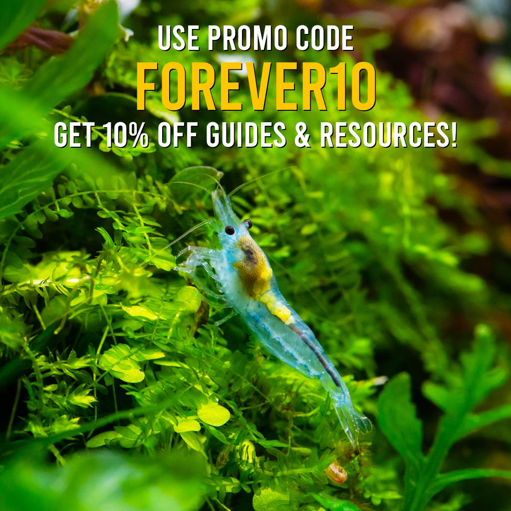 Guides & Resources - Special Offer