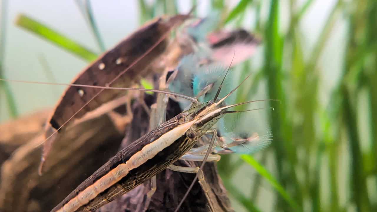 ALGA- All-Natural Organic Shrimp Food