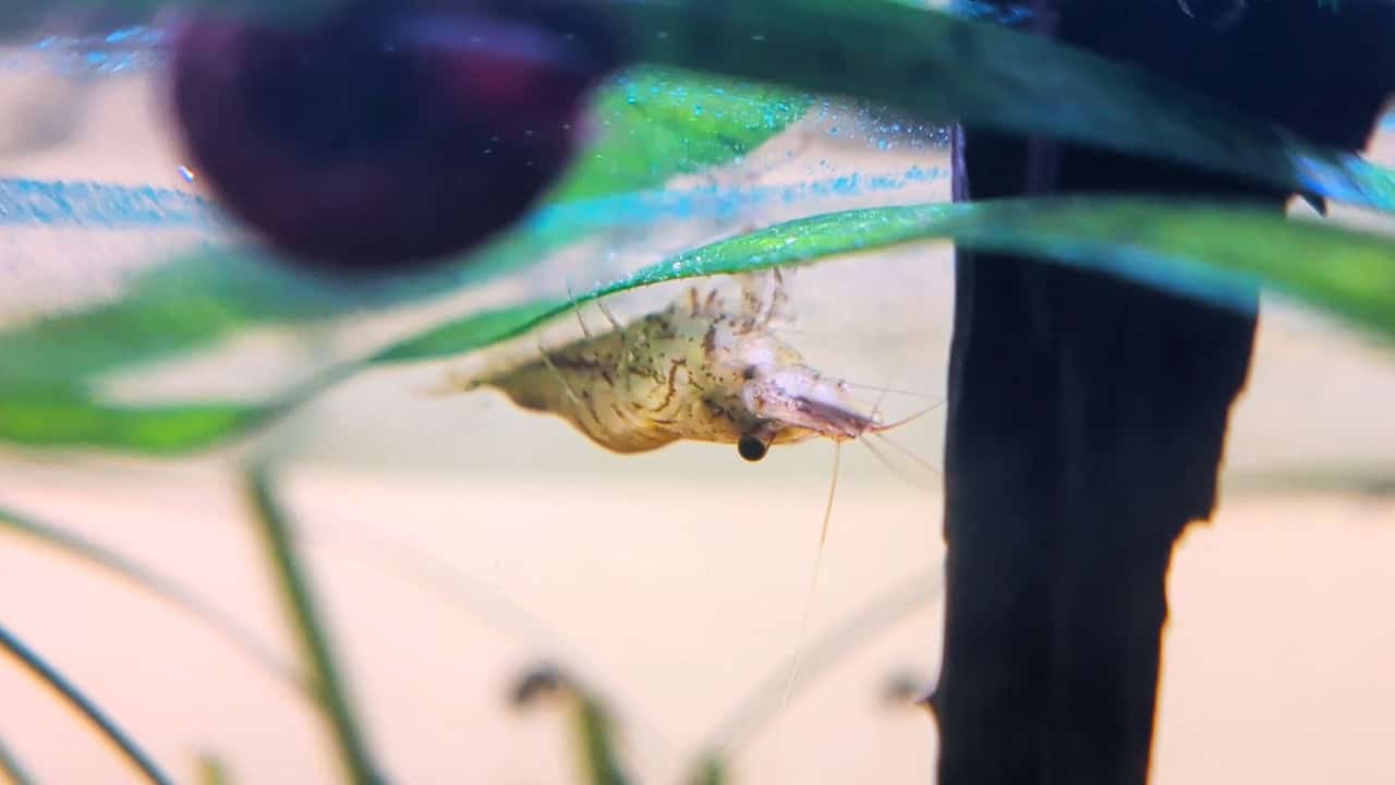ALGA - Feeding Suggestion