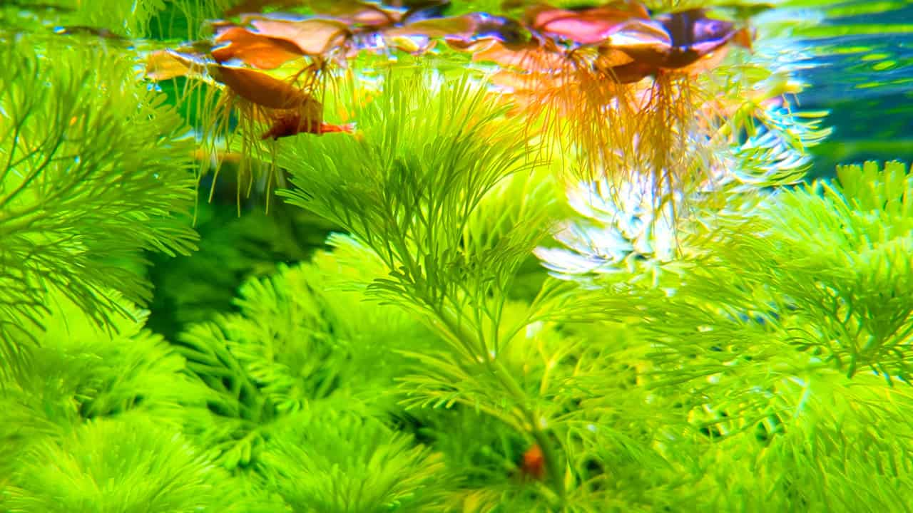 Aquarium Plants