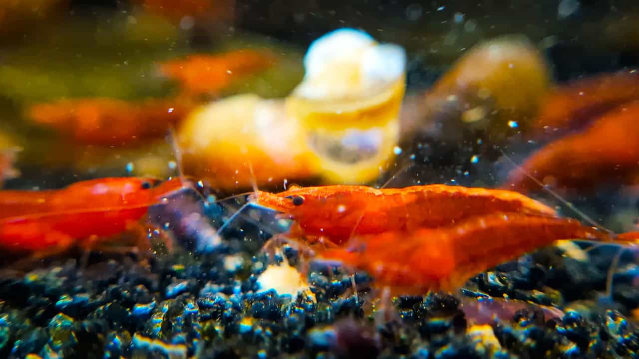 BUZZ - Natural Shrimp Food