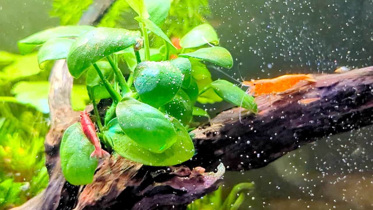 FUSE - Natural Shrimp Food
