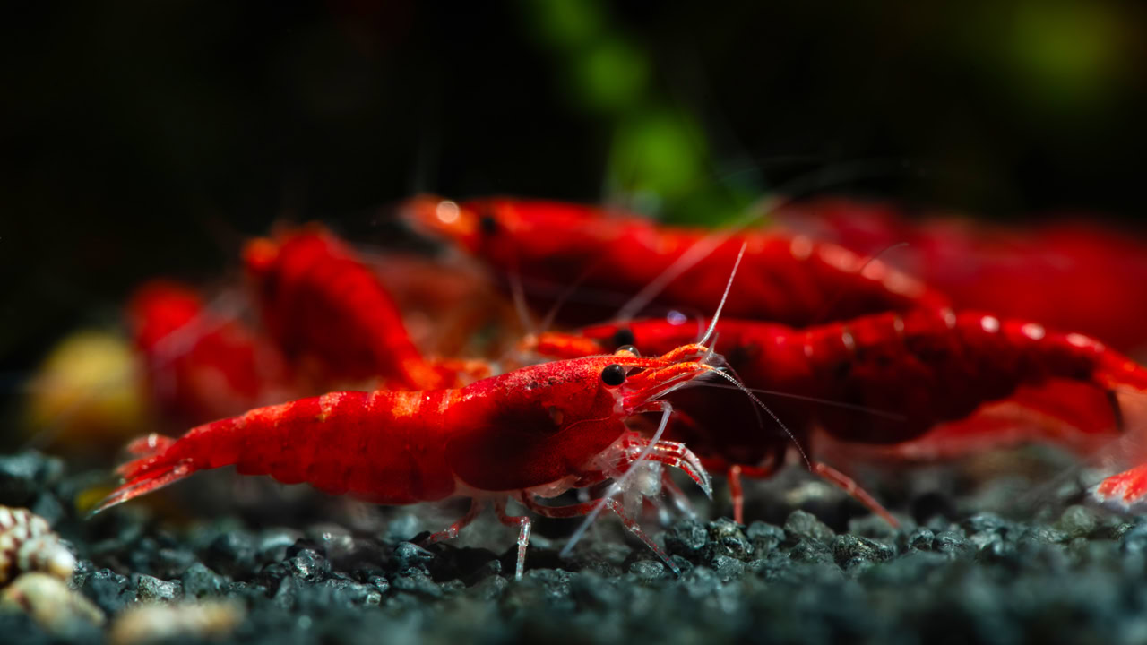 How To Sex Male & Female Neocaridina Shrimp - Guides & Resources