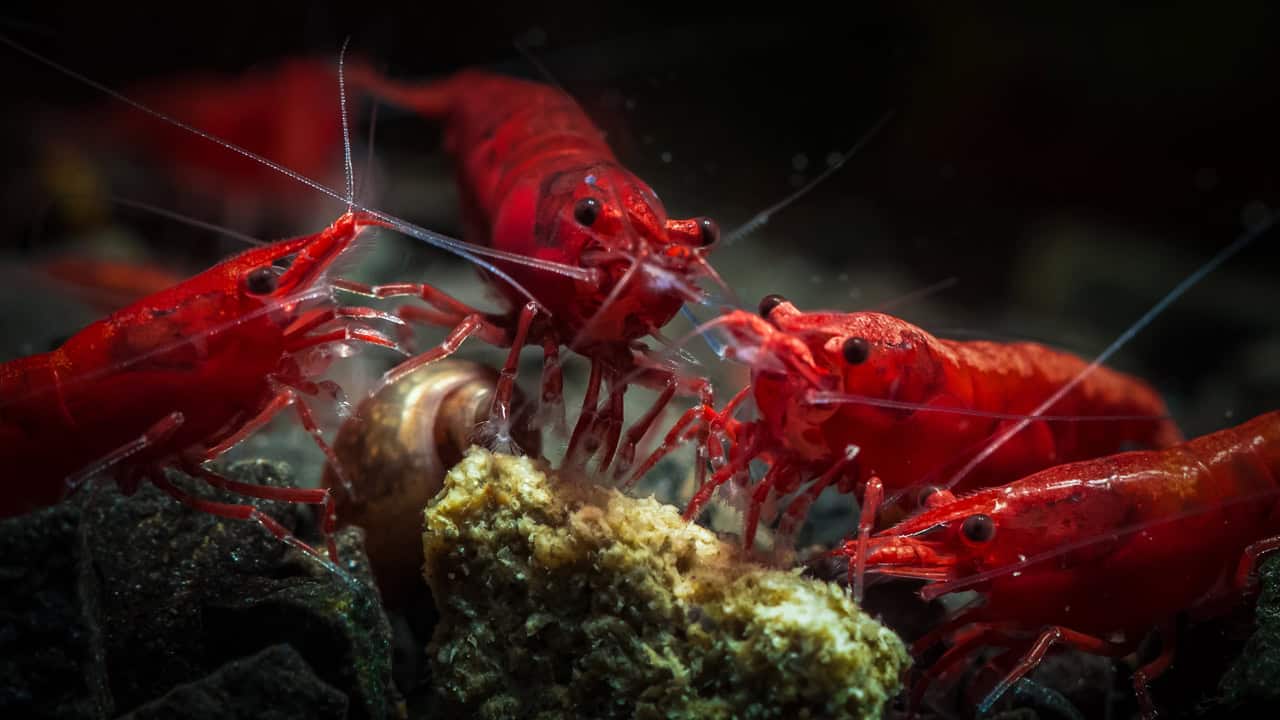 Premium Shrimp Food
