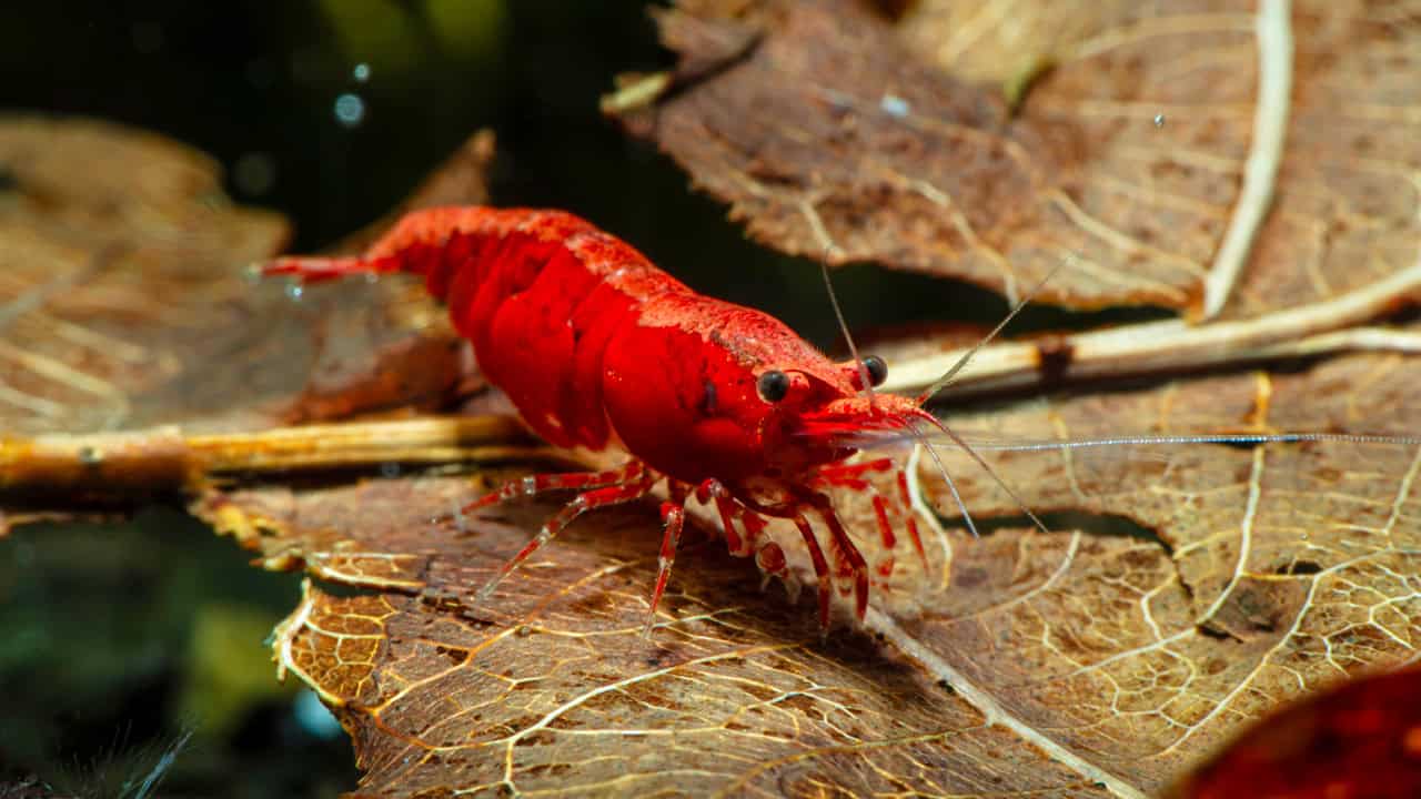 Super Breeding Shrimp Food - Health Benefits