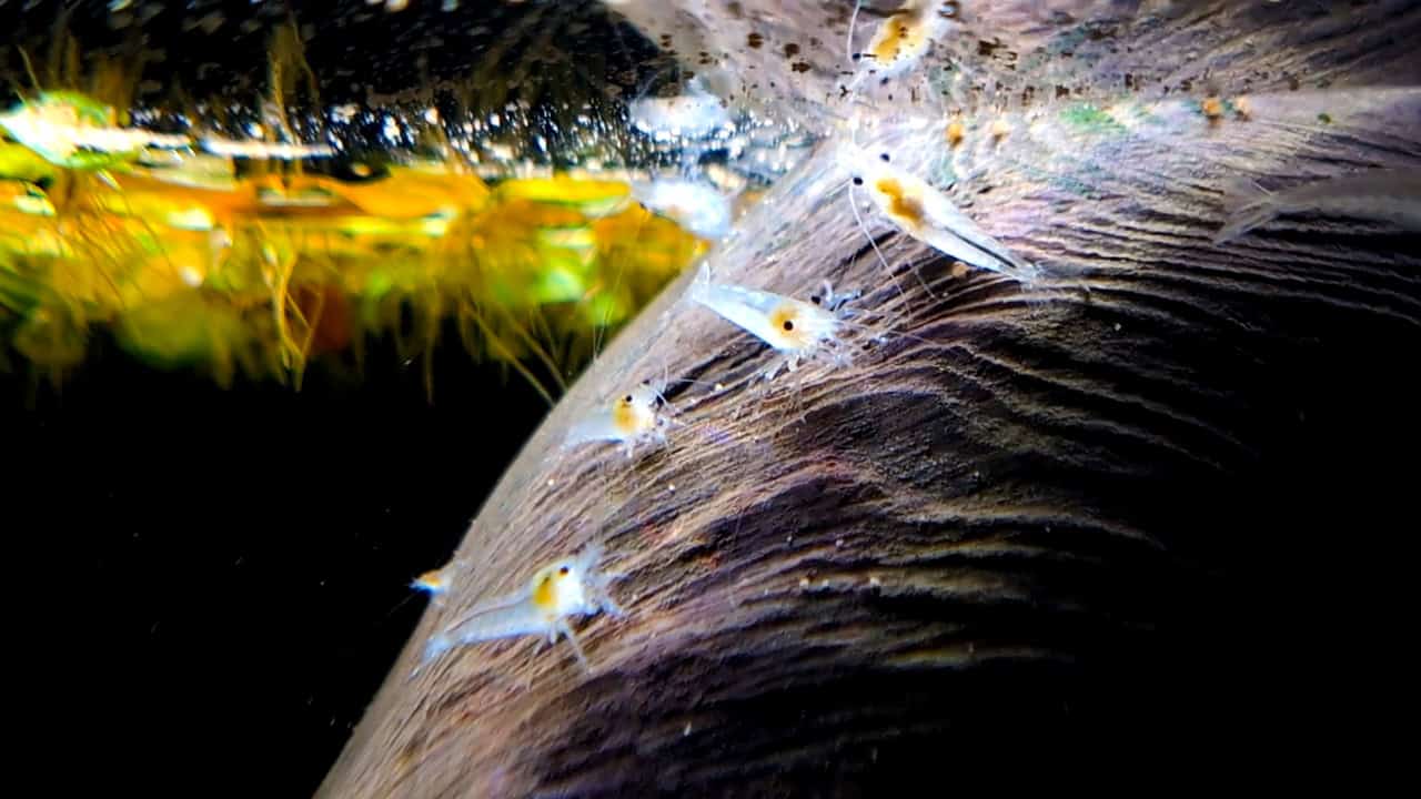 Super Breeding Shrimp Food - Feeding Suggestion