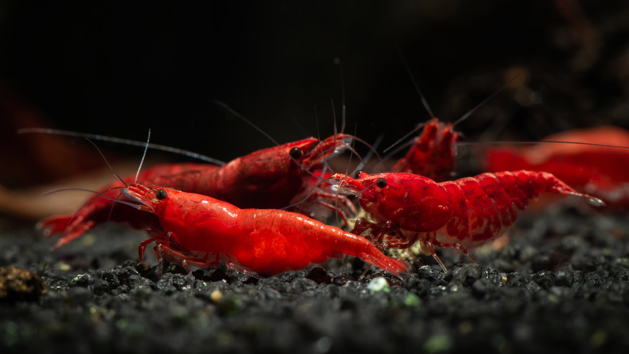 The Nitrogen Cycle - Guides & Resources