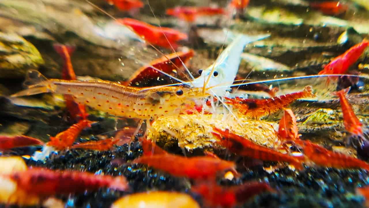 TREE - All-Natural Organic Shrimp Food