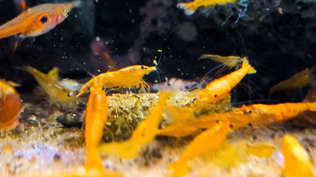 TREE - Health Benefits