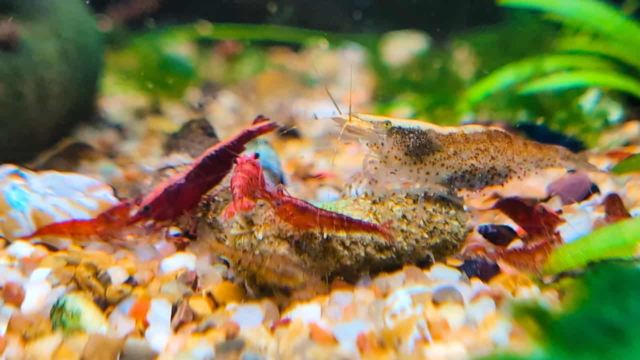 TREE - Feeding Suggestion