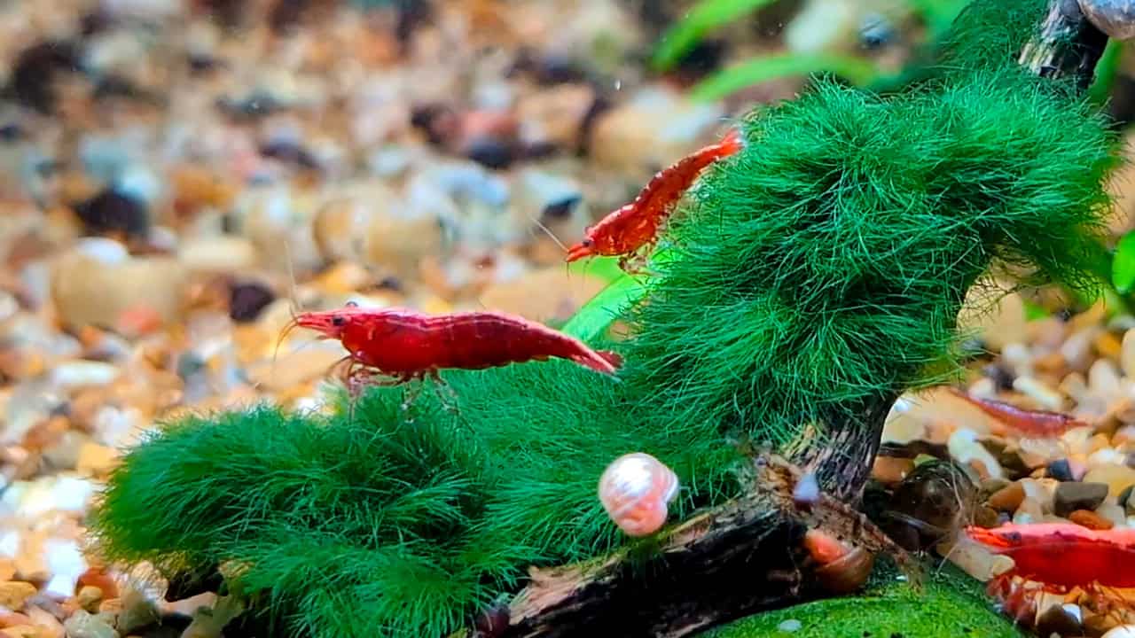 VITA - All-Natural Shrimp Food